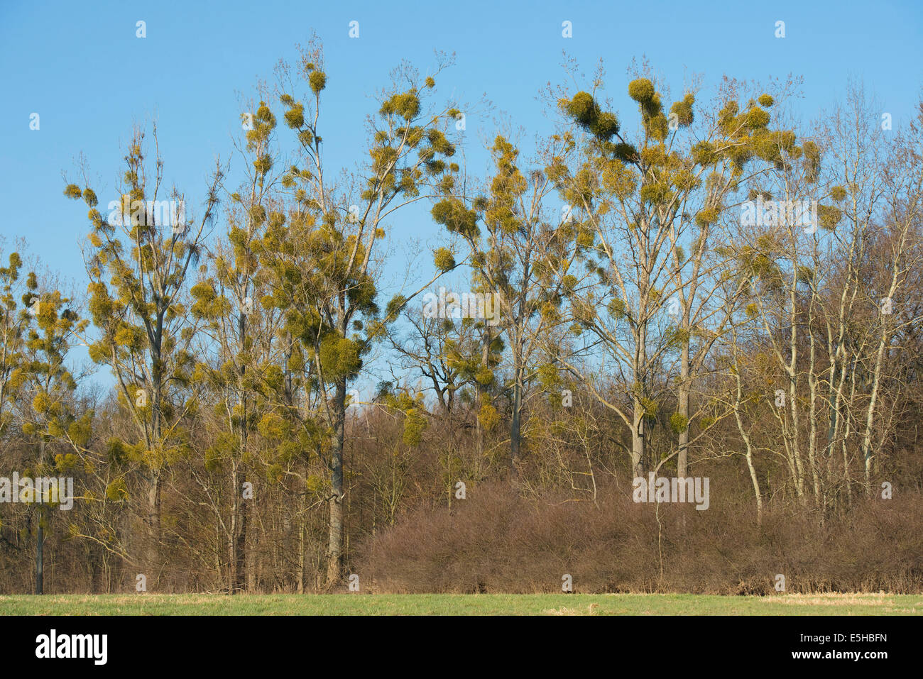 Mistletoe (Viscum album) on Poplar trees (Populus spec.), Saxony-Anhalt, Germany Stock Photo