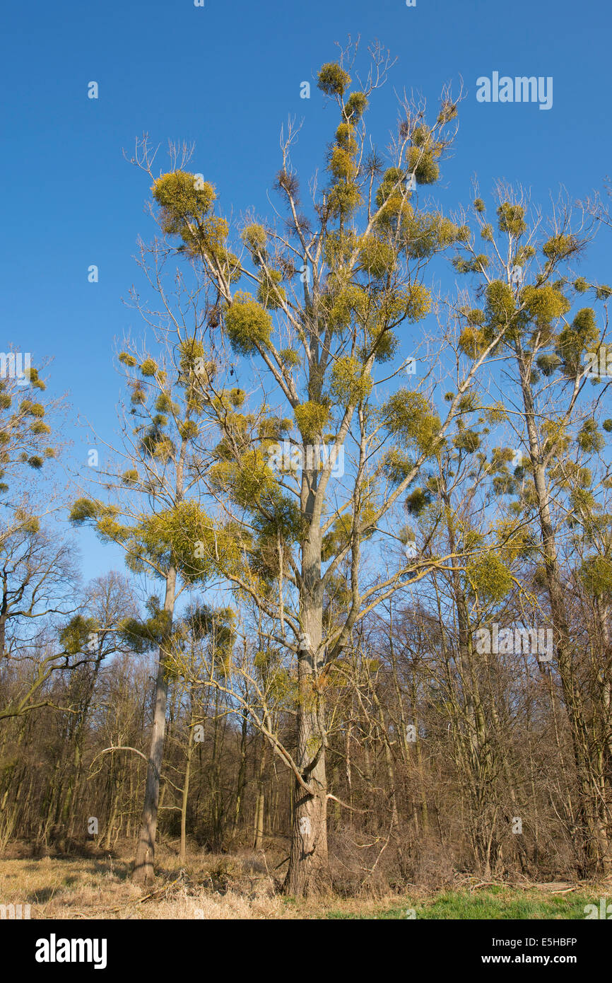 Mistletoe (Viscum album) on Poplar tree (Populus spec.), Saxony-Anhalt, Germany Stock Photo