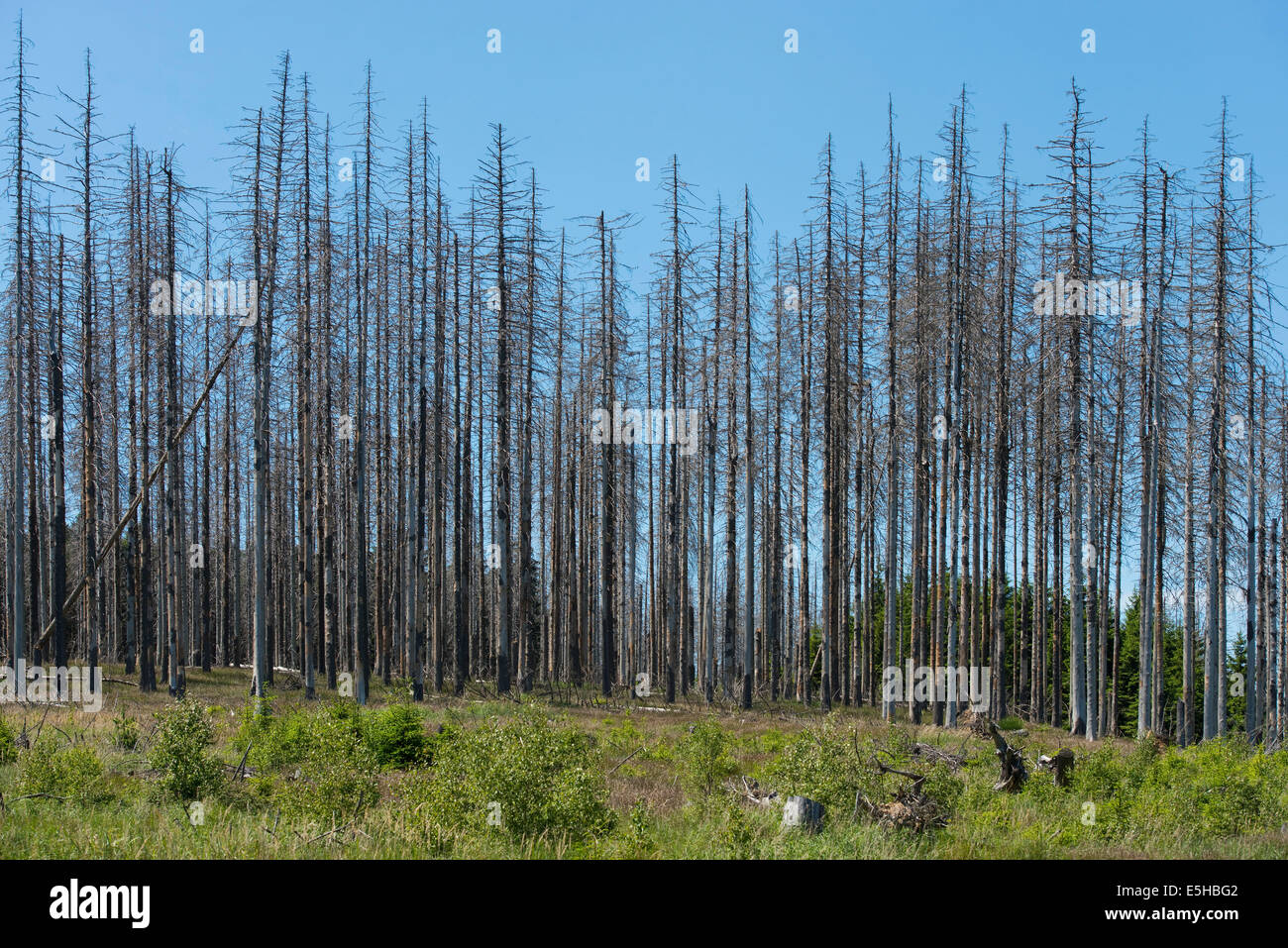 Dead Spruce Picea Abies Infected And Damaged By The European Spruce Bark Beetle Ips Typographus Harz National Park Stock Photo Alamy