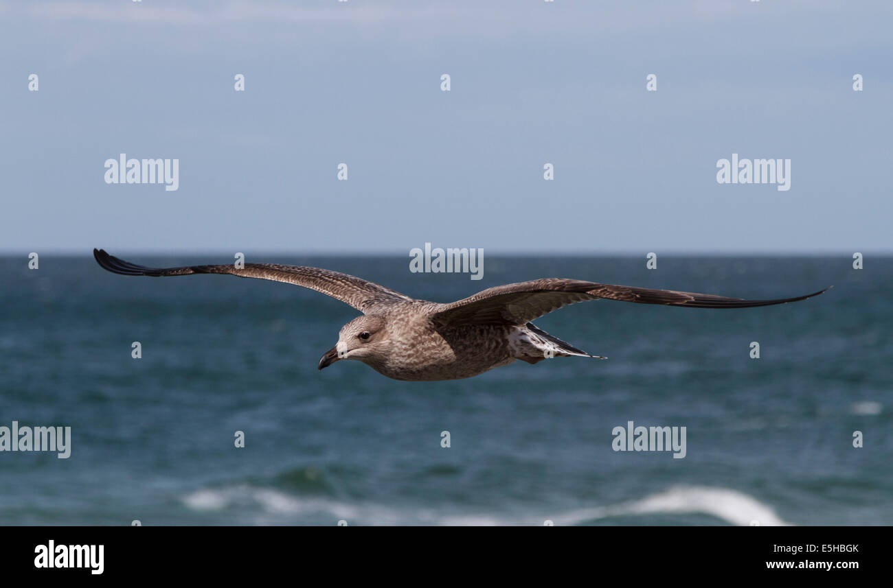 Herring Gull (Larus argentatus), Baltic Sea, Zingst, Mecklenburg-Western Pomerania, Germany Stock Photo