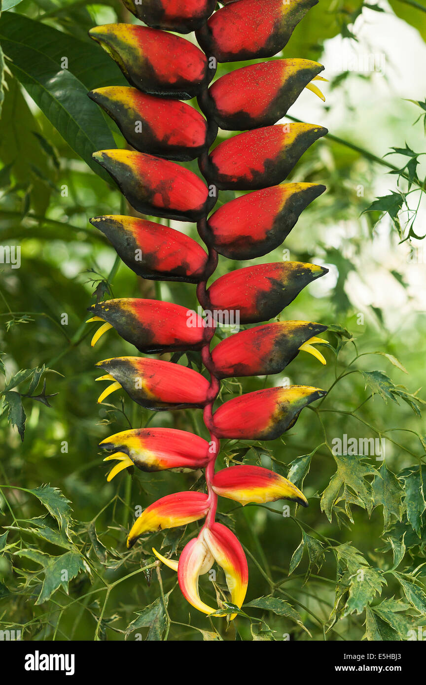 Hanging Lobster Claw (Heliconia rostrata) Stock Photo