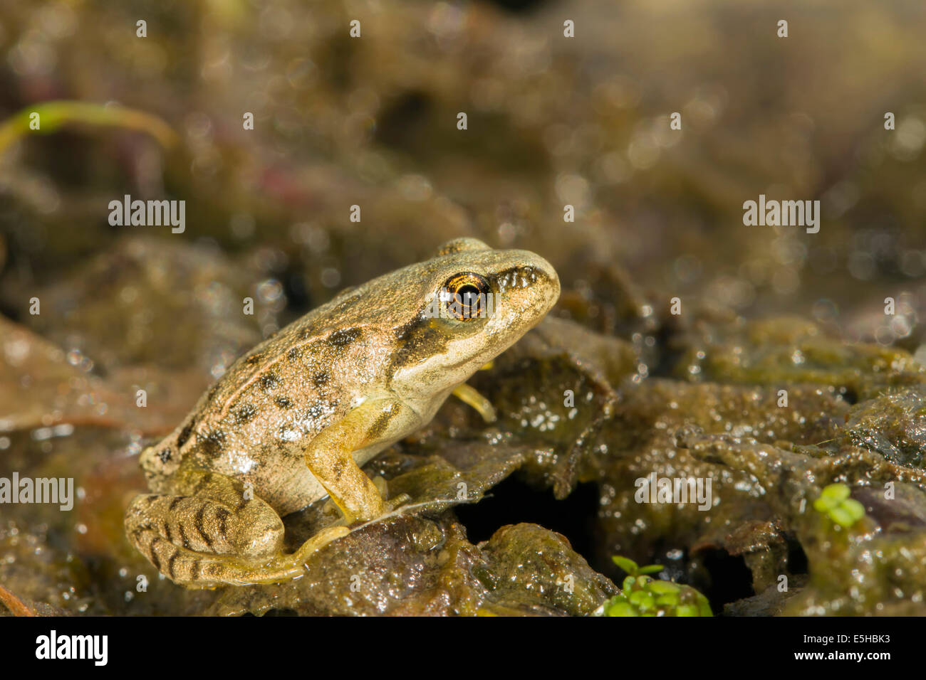 Immature frog hi-res stock photography and images - Alamy