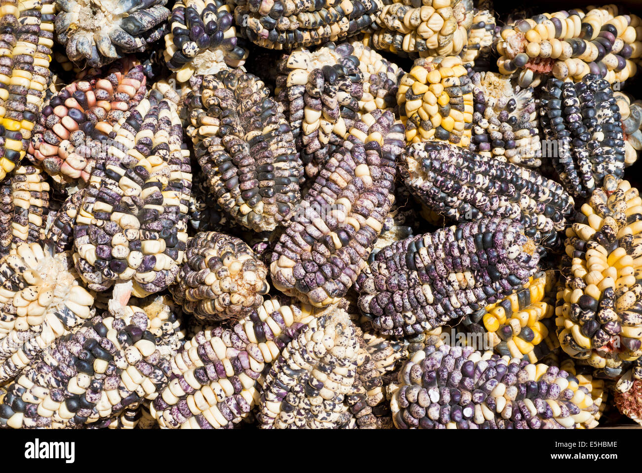 Colorful corn cobs laid out to dry, Peru Stock Photo