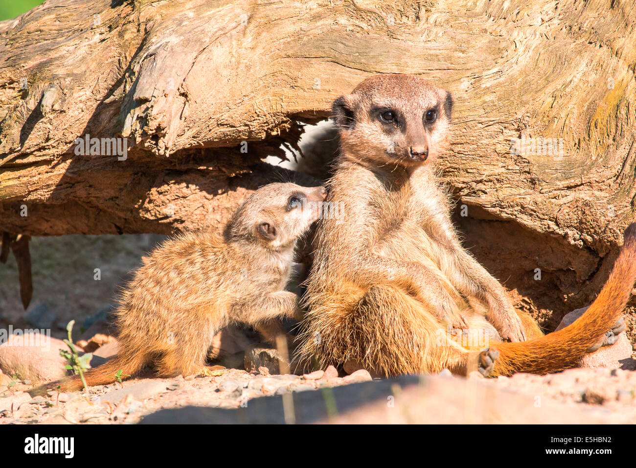 Young meerkat (Suricata suricatta) caressing adult animal, captive, North Hesse, Hesse, Germany Stock Photo