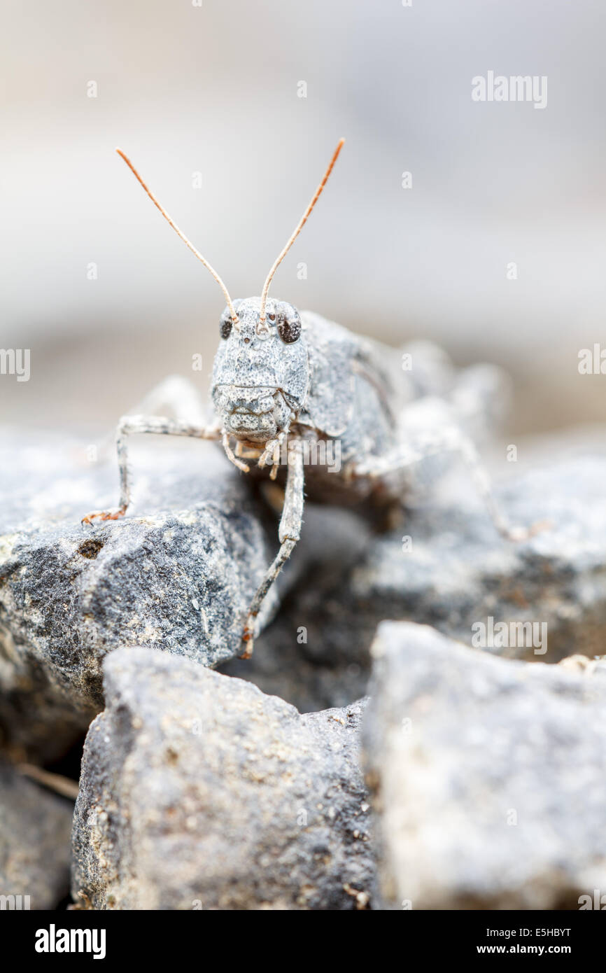 On a gravel dirt road sits a camouflaged blue-winged grasshopper (Oedipoda caerulescens). Stock Photo