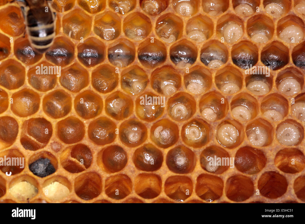 Young and older brood in the form of small larvaes and round maggots in the cells of a brood comb. They ensure the ongoing preservation of the bee colony. Photo: Klaus Nowottnick Date: June 04, 2010 Stock Photo