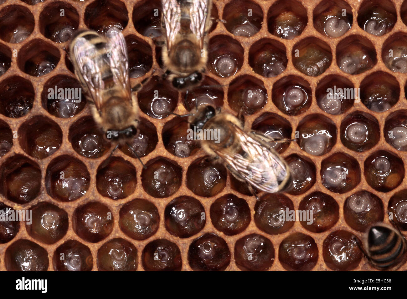 Small and youngest larvaes in the cells of a honey bee brood comb. They ensure the ongoing preservation of the bee colony. Photo: Klaus Nowottnick Date: June 04, 2010 Stock Photo