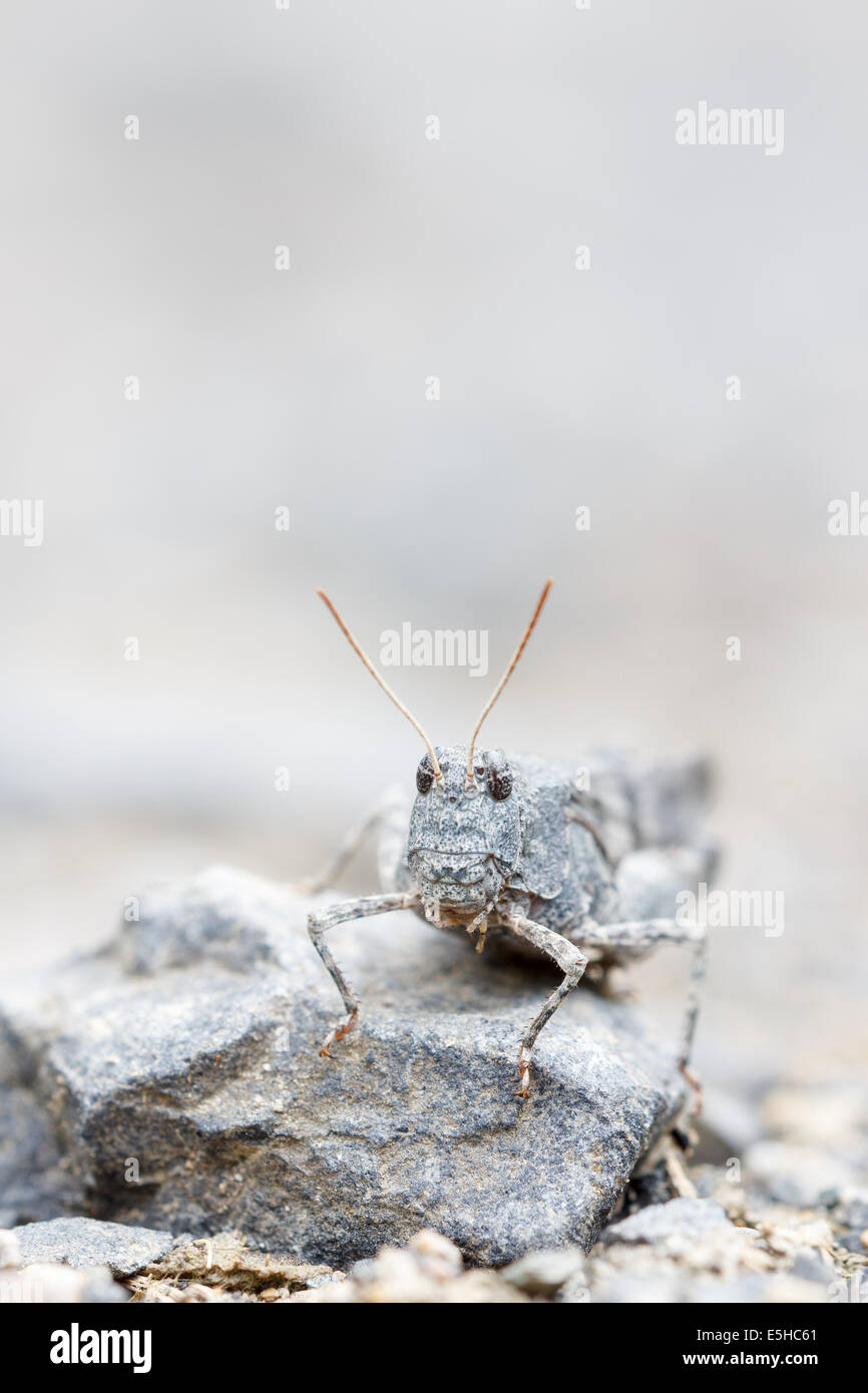 On a gravel dirt road sits a camouflaged blue-winged grasshopper (Oedipoda caerulescens). Stock Photo