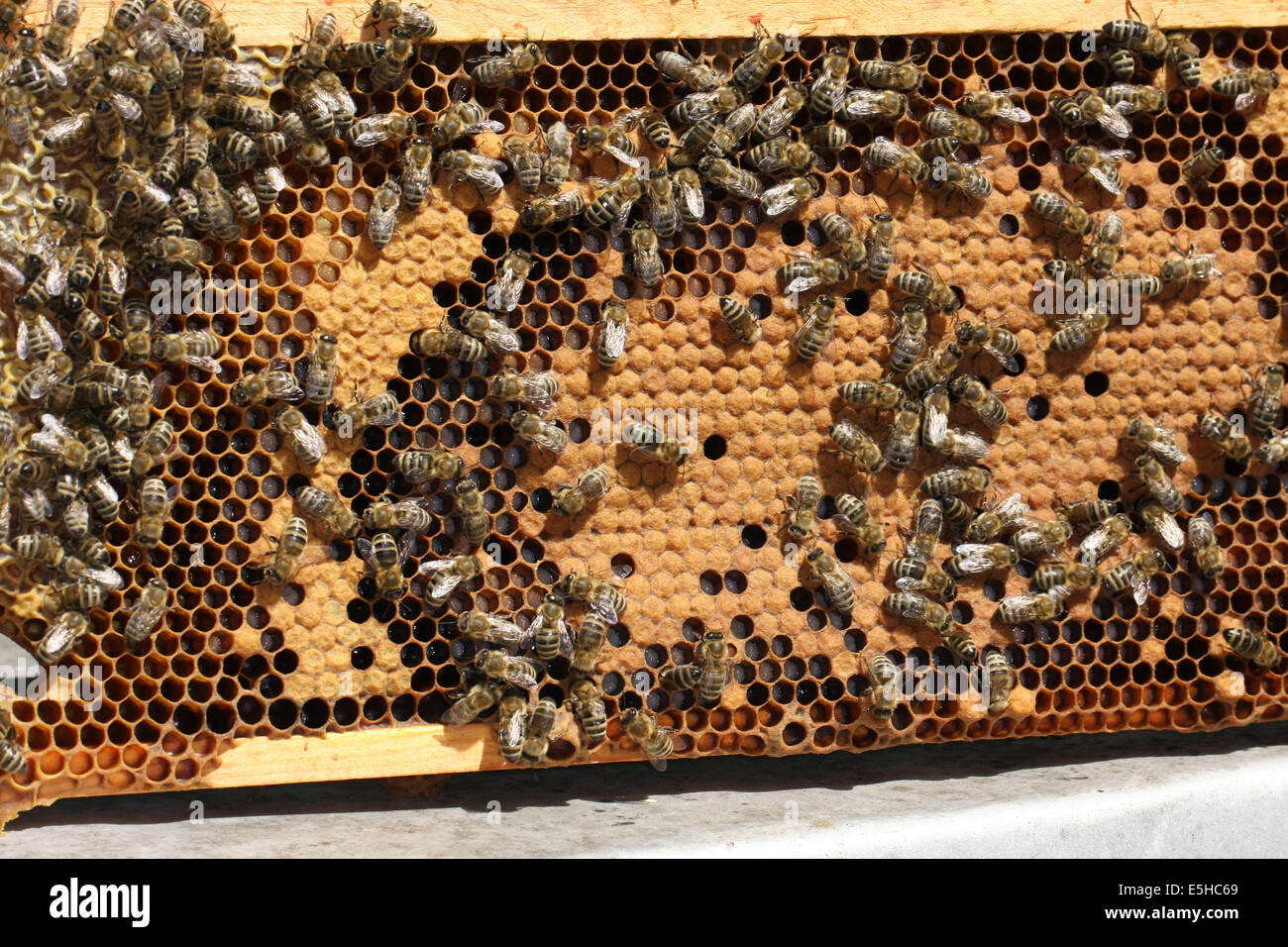 Bees on a brood comb with capped cells of the worker bees. Nine days after oviposition the brood