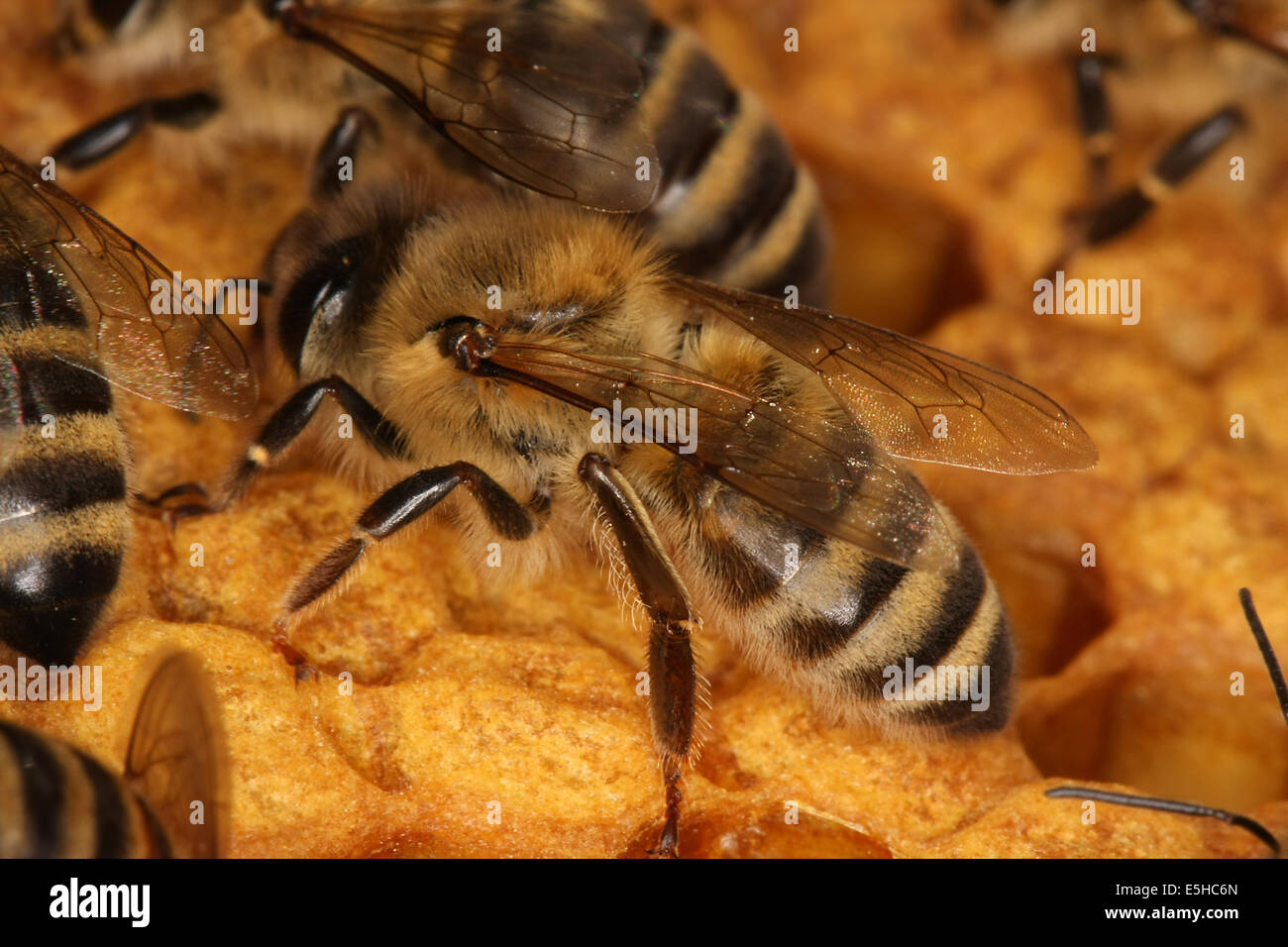 Capped cells of a brood comb. Nine days after oviposition the brood cells are capped. The development from egg to the ready bee needs 21 days. Photo: Klaus Nowottnick Date: June 04, 2010 Stock Photo