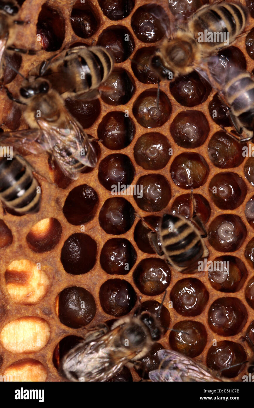 Small and youngest larvaes in the cells of a honey bee brood comb. They ensure the ongoing preservation of the bee colony. Photo: Klaus Nowottnick Date: June 04, 2010 Stock Photo