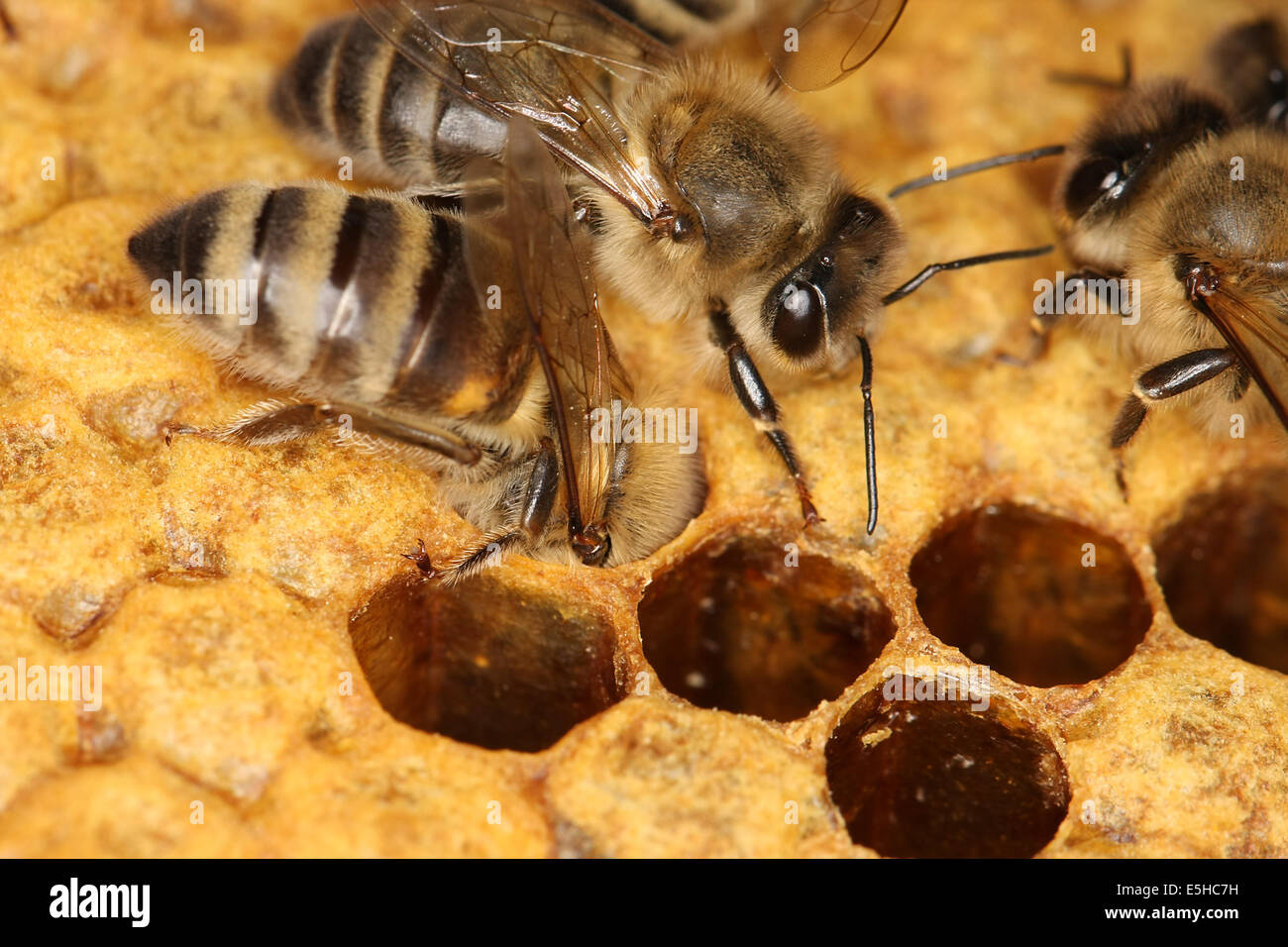 Bees on a brood comb with capped cells of the worker bees. Nine days after oviposition the brood cells are capped. The development from egg to the ready bee needs 21 days. Photo: Klaus Nowottnick Date: June 04, 2010 Stock Photo