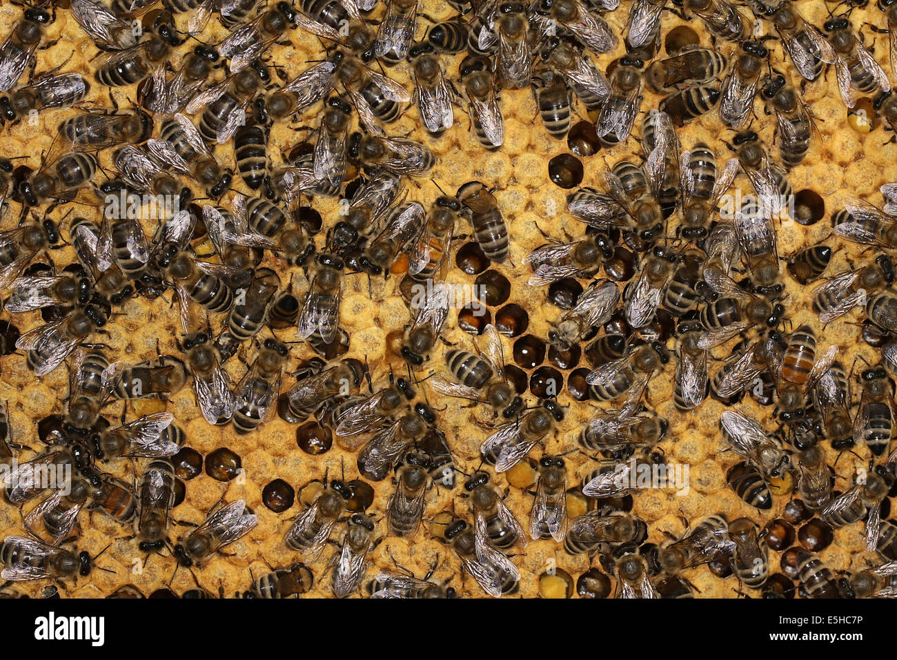 Bees on a brood comb with capped cells of the worker bees. Nine days after oviposition the brood cells are capped. The development from egg to the ready bee needs 21 days. Photo: Klaus Nowottnick Date: June 04, 2010 Stock Photo