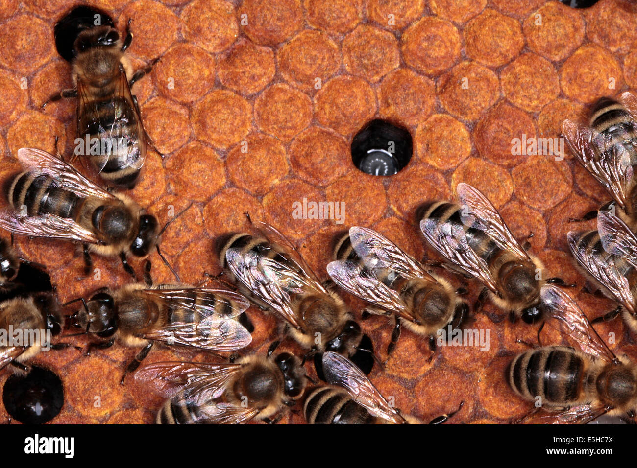 Capped cells of a brood comb. Nine days after oviposition the brood cells are capped. The development from egg to the ready bee needs 21 days. Photo: Klaus Nowottnick Date: June 04, 2010 Stock Photo