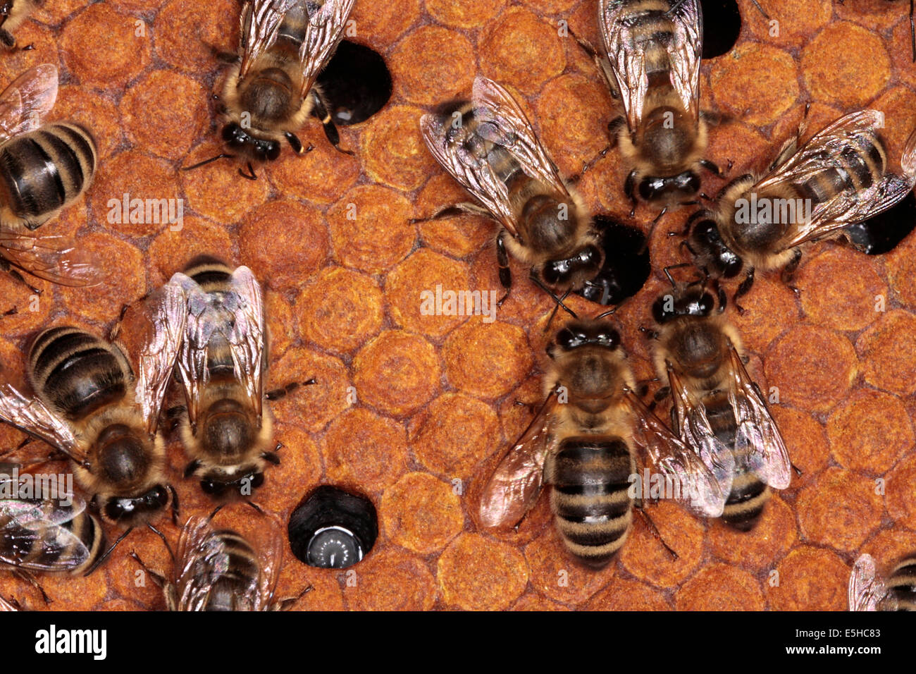 Capped cells of a brood comb. Nine days after oviposition the brood cells are capped. The development from egg to the ready bee needs 21 days. Photo: Klaus Nowottnick Date: June 04, 2010 Stock Photo