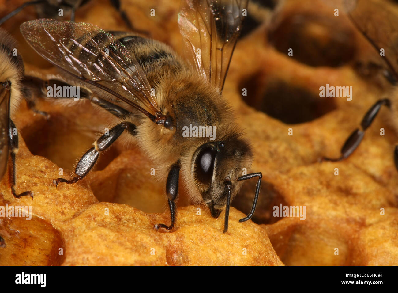 Bees on a brood comb with capped cells of the worker bees. Nine days after oviposition the brood cells are capped. The development from egg to the ready bee needs 21 days. Photo: Klaus Nowottnick Date: June 04, 2010 Stock Photo