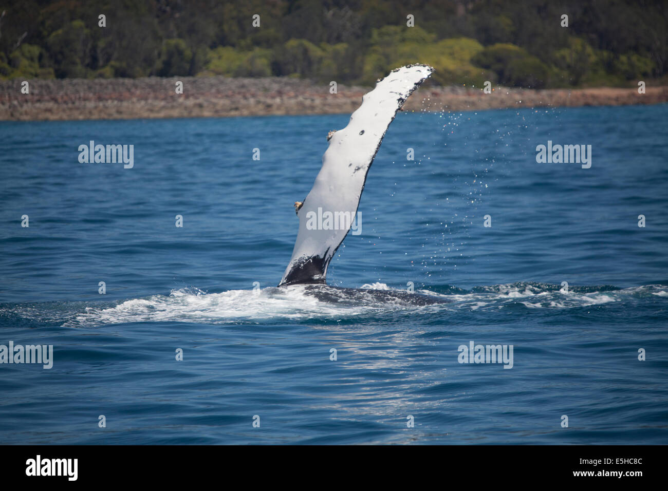 Flipper of a Southern Right Whale swimming off the coast Eden, New South Whales, Australia Stock Photo