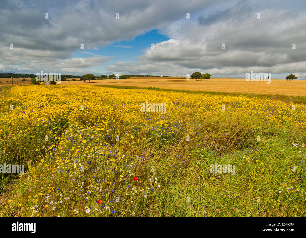 BLUE CORNFLOWERS RED POPPIES AND YELLOW WILD FLOWERS ALONG THE ROADSIDE IN THE BLACK ISLE SCOTLAND Stock Photo