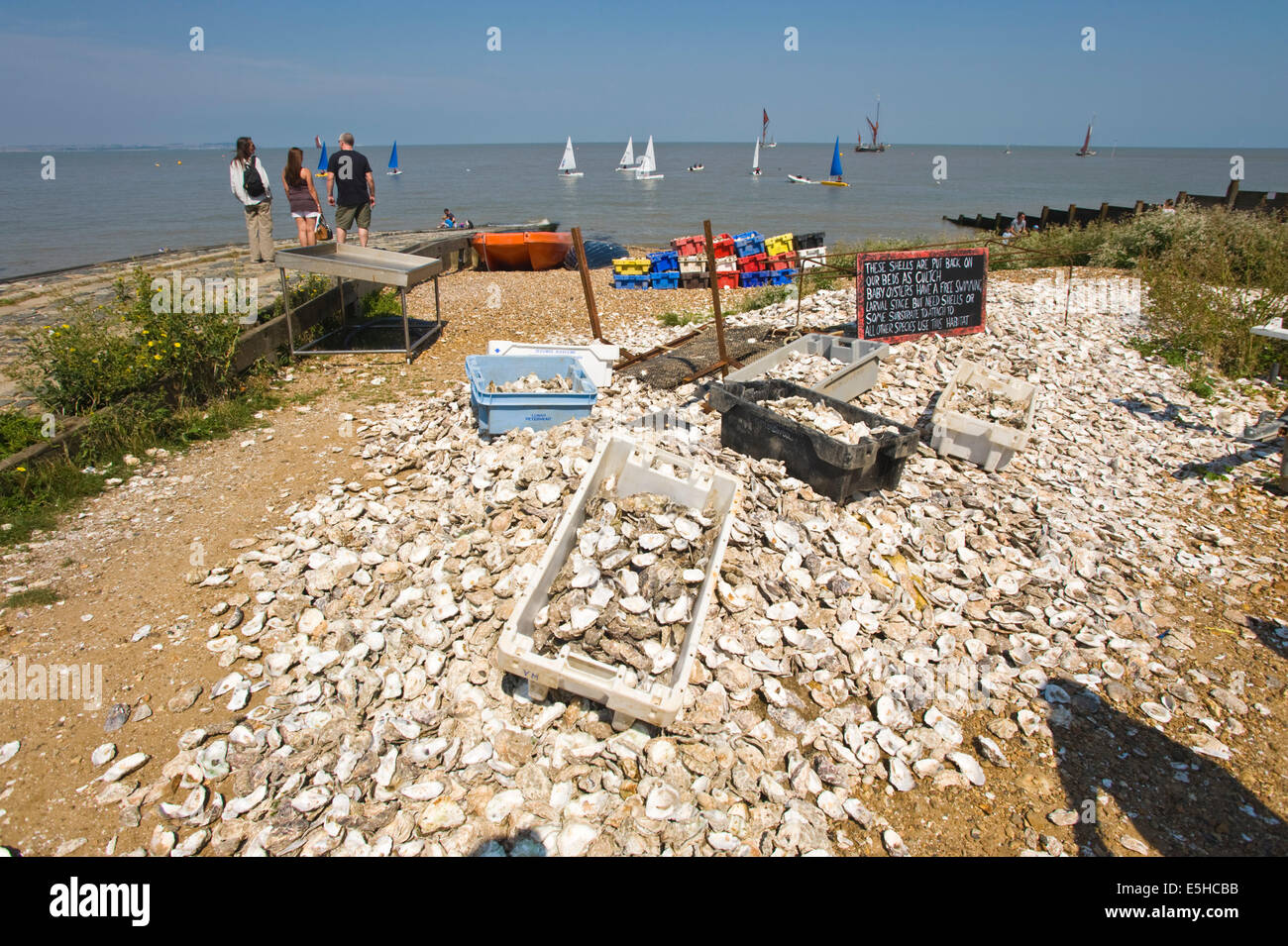 Pile of oyster shells on the beach are recycled to grown-on baby oysters Whitstable Kent England UK Stock Photo