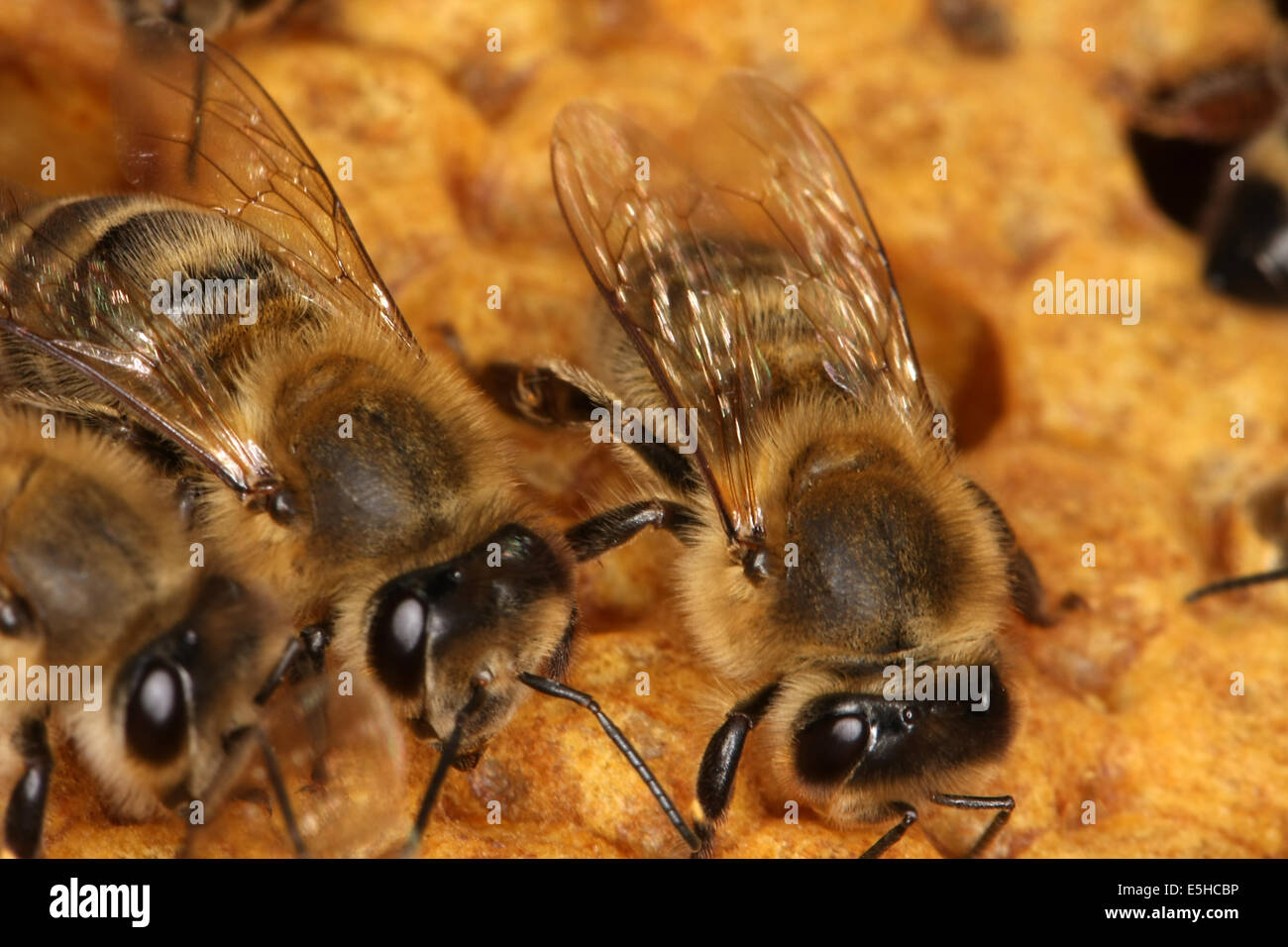 Bees on a brood comb with capped cells of the worker bees. Nine days after oviposition the brood cells are capped. The development from egg to the ready bee needs 21 days. Photo: Klaus Nowottnick Date: June 04, 2010 Stock Photo
