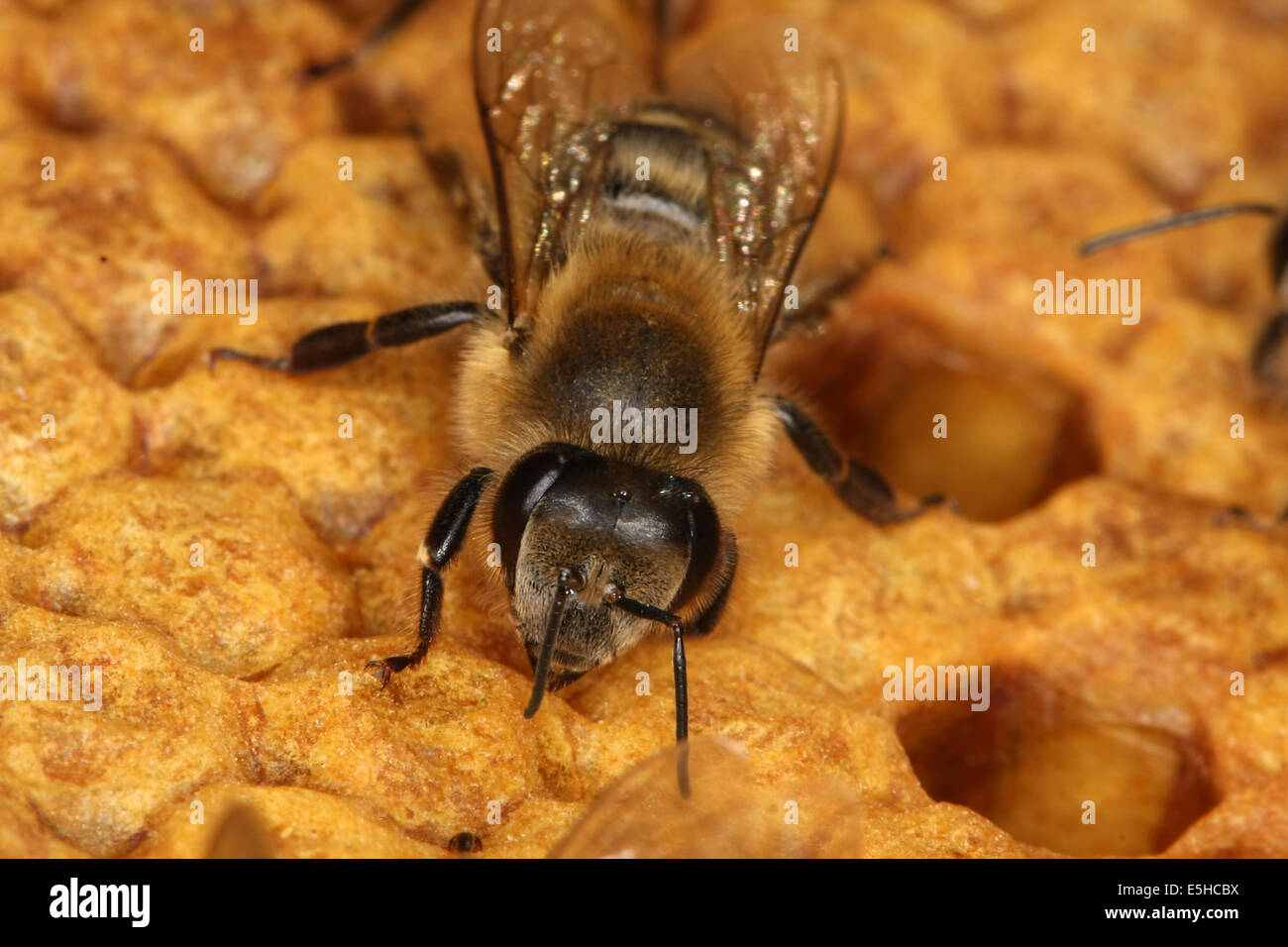 Bees on a brood comb with capped cells of the worker bees. Nine days after oviposition the brood cells are capped. The development from egg to the ready bee needs 21 days. Photo: Klaus Nowottnick Date: June 04, 2010 Stock Photo