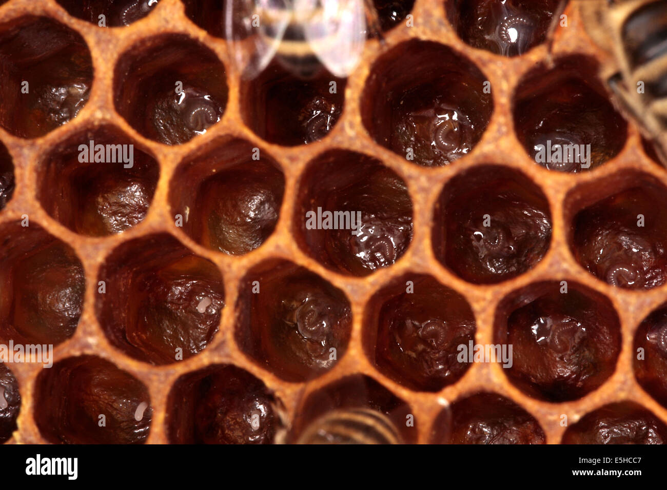 Eggs and youngest brood in the form of very small larvaes in the cells of a brood comb. They are the future of the colony. Photo: Klaus Nowottnick Date: June 04, 2010 Stock Photo