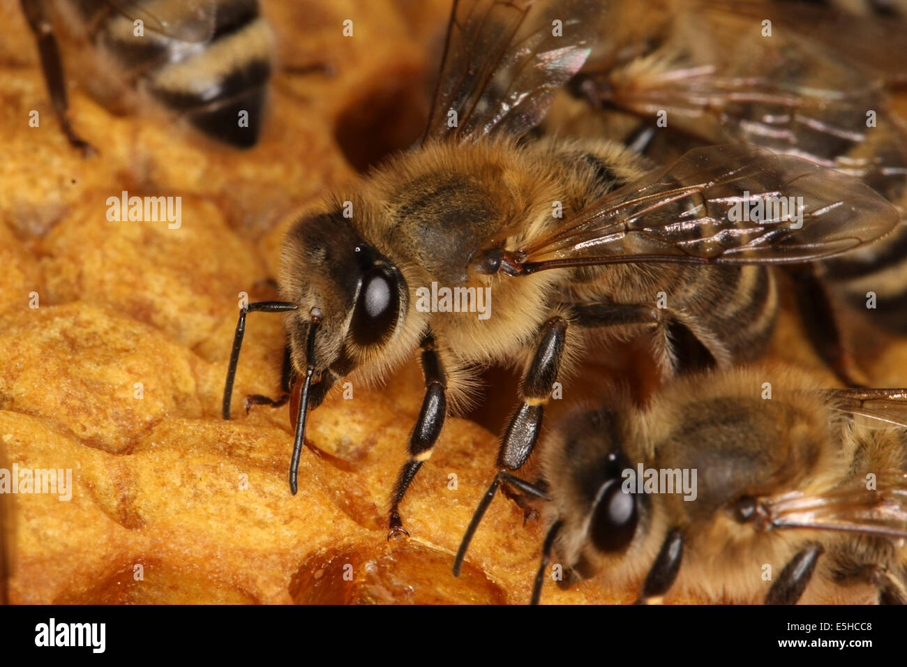 Bees on a brood comb with capped cells of the worker bees. Nine days after oviposition the brood cells are capped. The development from egg to the ready bee needs 21 days. Photo: Klaus Nowottnick Date: June 04, 2010 Stock Photo