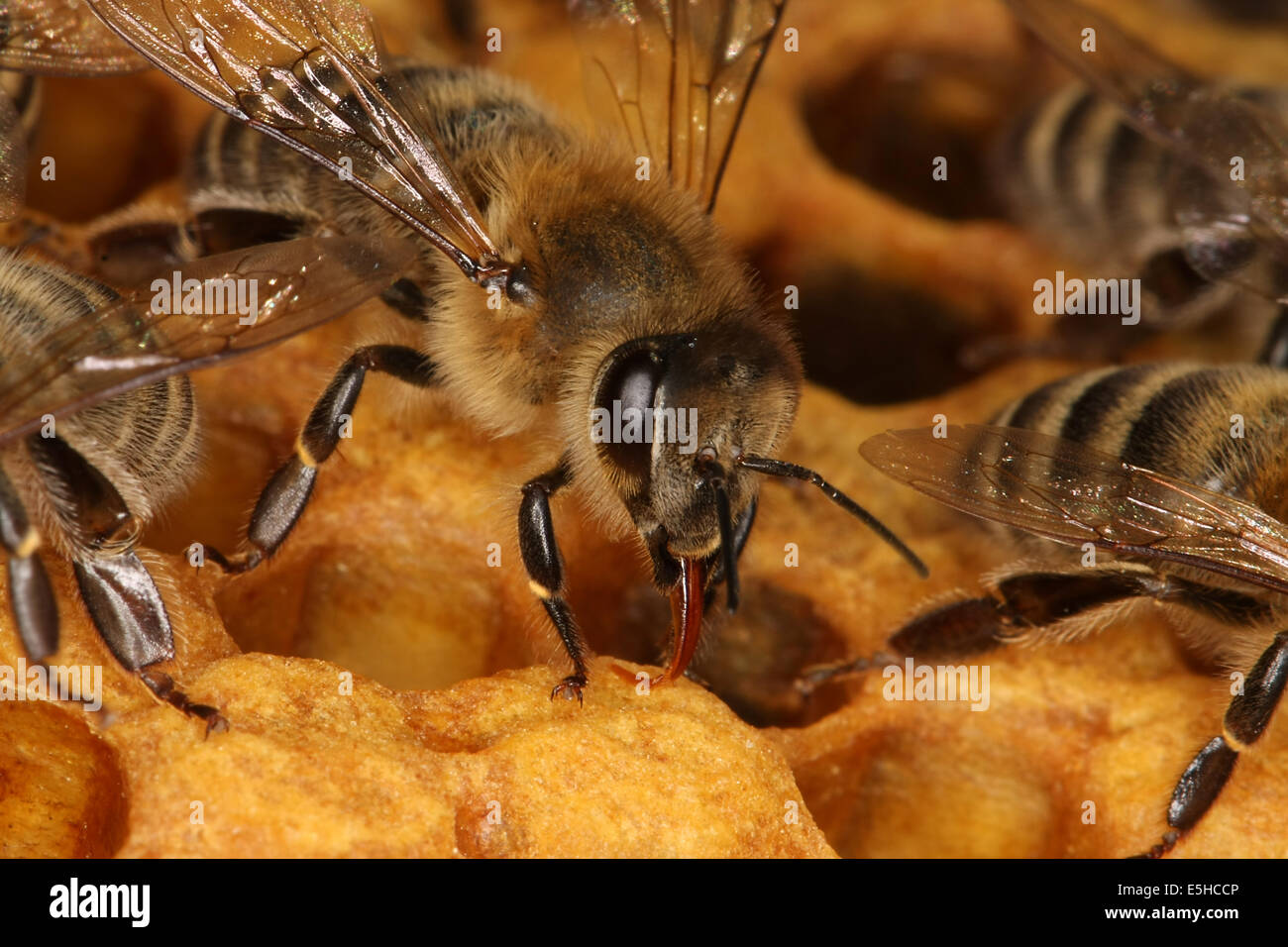 Bees on a brood comb with capped cells of the worker bees. Nine days after oviposition the brood cells are capped. The development from egg to the ready bee needs 21 days. Photo: Klaus Nowottnick Date: June 04, 2010 Stock Photo