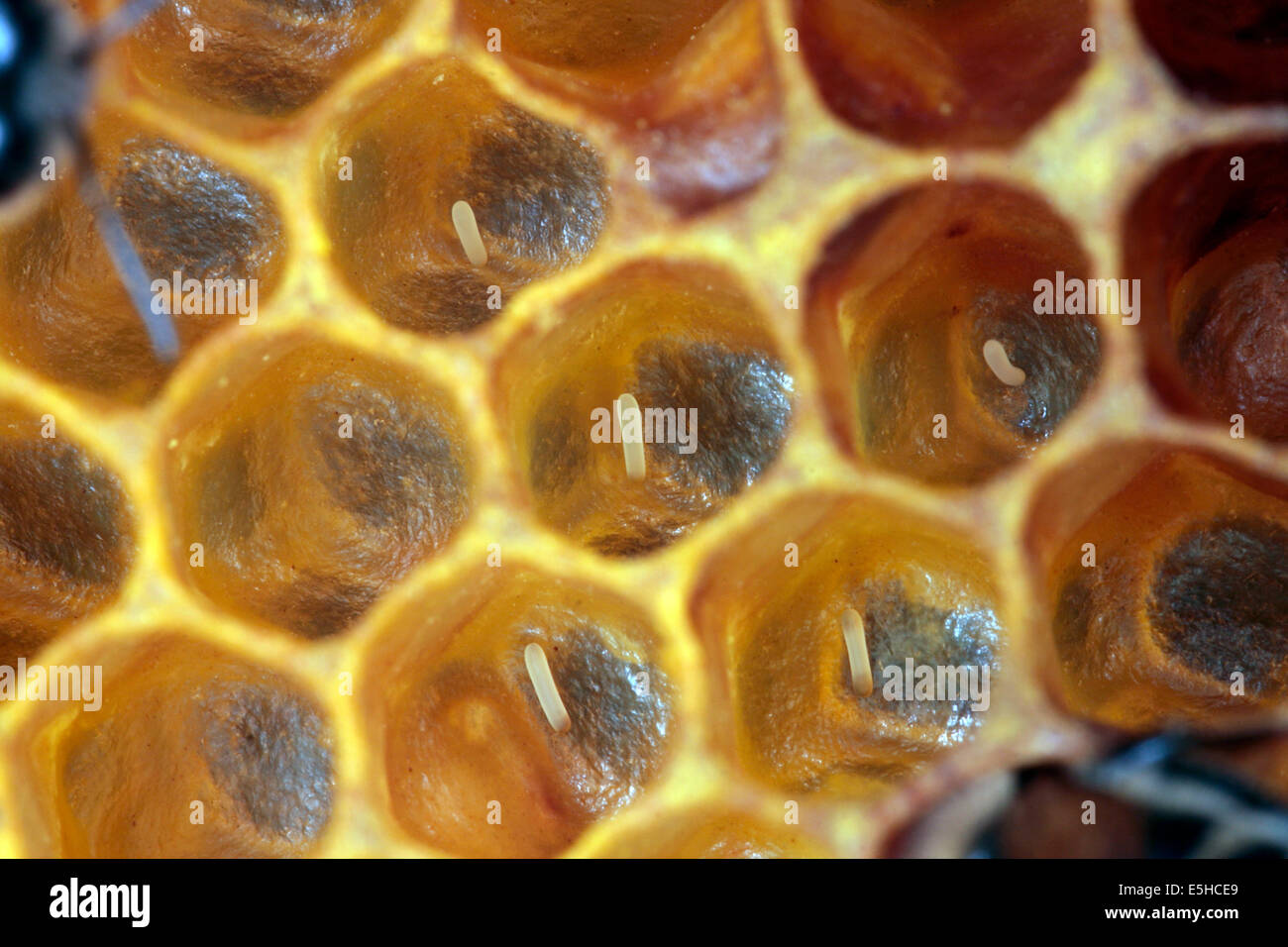 Honeybee eggs in the cells of a brood comb. They are the future of the colony. Photo: Klaus Nowottnick Date: June 04, 2010 Stock Photo