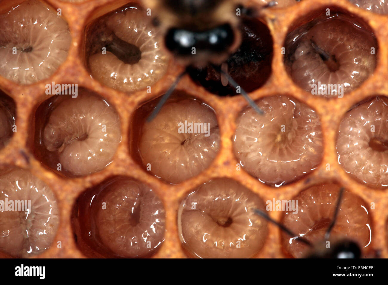 Round maggots in the cells of a brood comb. The breeding ensures the ongoing preservation of the bee colony. Photo: Klaus Nowottnick Date: June 04, 2010 Stock Photo