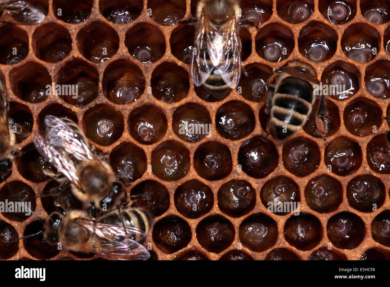 Small and youngest larvaes in the cells of a honey bee brood comb. They ensure the ongoing preservation of the bee colony. Photo: Klaus Nowottnick Date: June 04, 2010 Stock Photo
