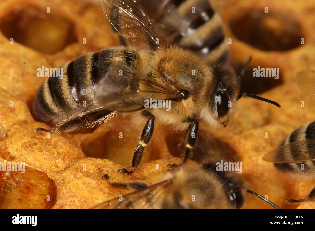 Bees on a brood comb with capped cells of the worker bees. Nine days after oviposition the brood cells are capped. The development from egg to the ready bee needs 21 days. Photo: Klaus Nowottnick Date: June 04, 2010 Stock Photo