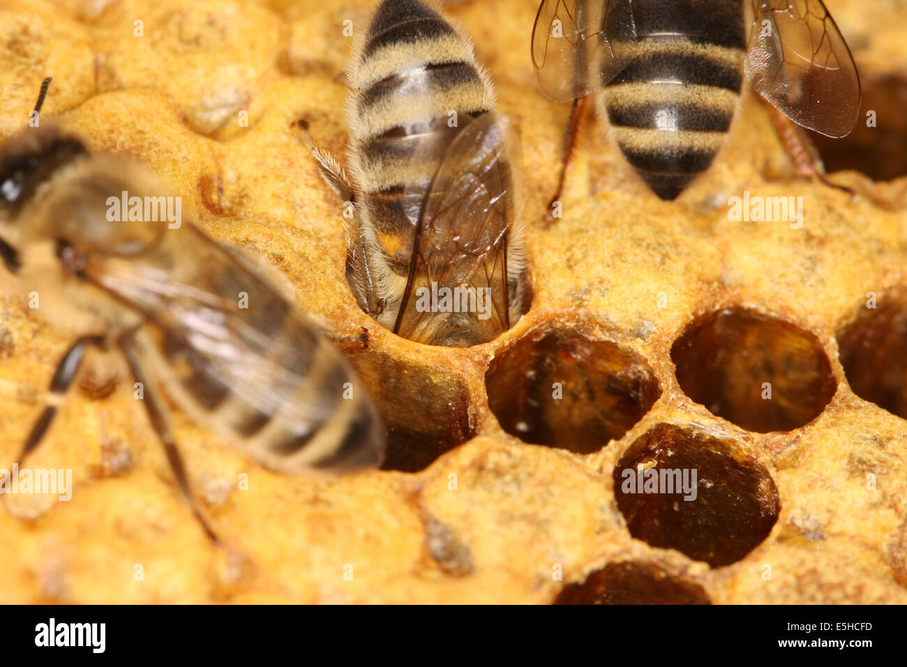 Bees on a brood comb with capped cells of the worker bees. Nine days after oviposition the brood cells are capped. The development from egg to the ready bee needs 21 days. Photo: Klaus Nowottnick Date: June 04, 2010 Stock Photo