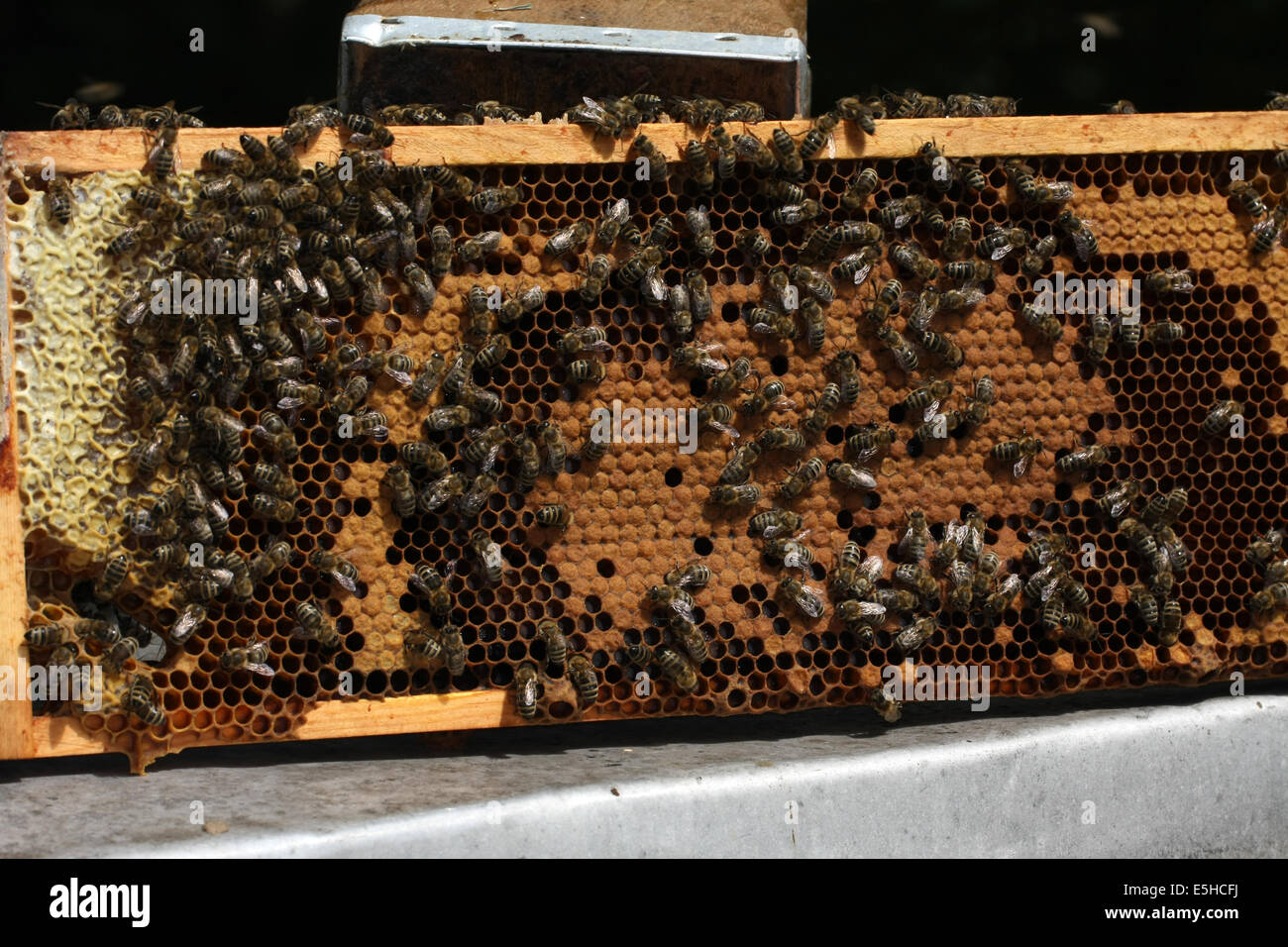 Bees on a brood comb with capped cells of the worker bees. Nine days after oviposition the brood cells are capped. The development from egg to the ready bee needs 21 days. Photo: Klaus Nowottnick Date: June 04, 2010 Stock Photo