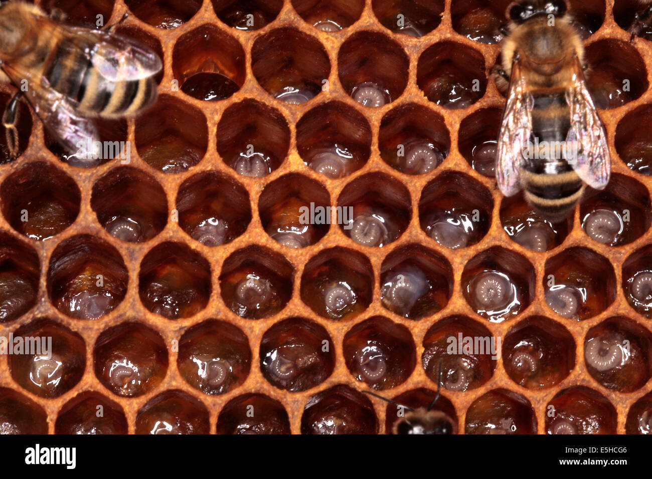 Small and youngest larvaes in the cells of a honey bee brood comb. They ensure the ongoing preservation of the bee colony. Photo: Klaus Nowottnick Date: June 04, 2010 Stock Photo