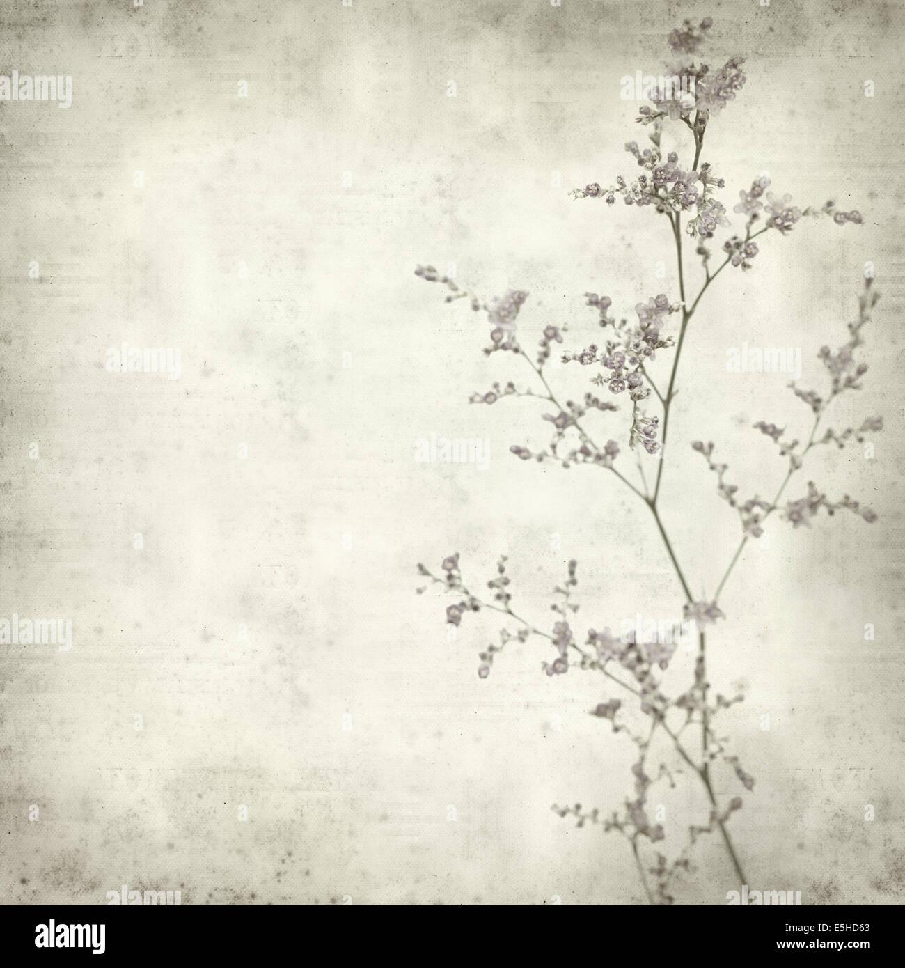 textured old paper background with tiny purple limonium  flowers Stock Photo