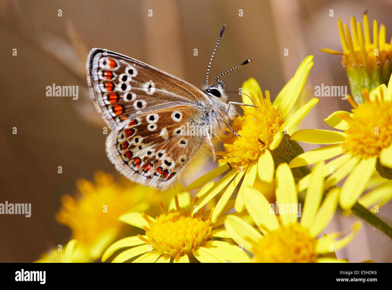 Brown Argus Butterfly Feeding On Ragwort Flower. Hurst Meadows, West 