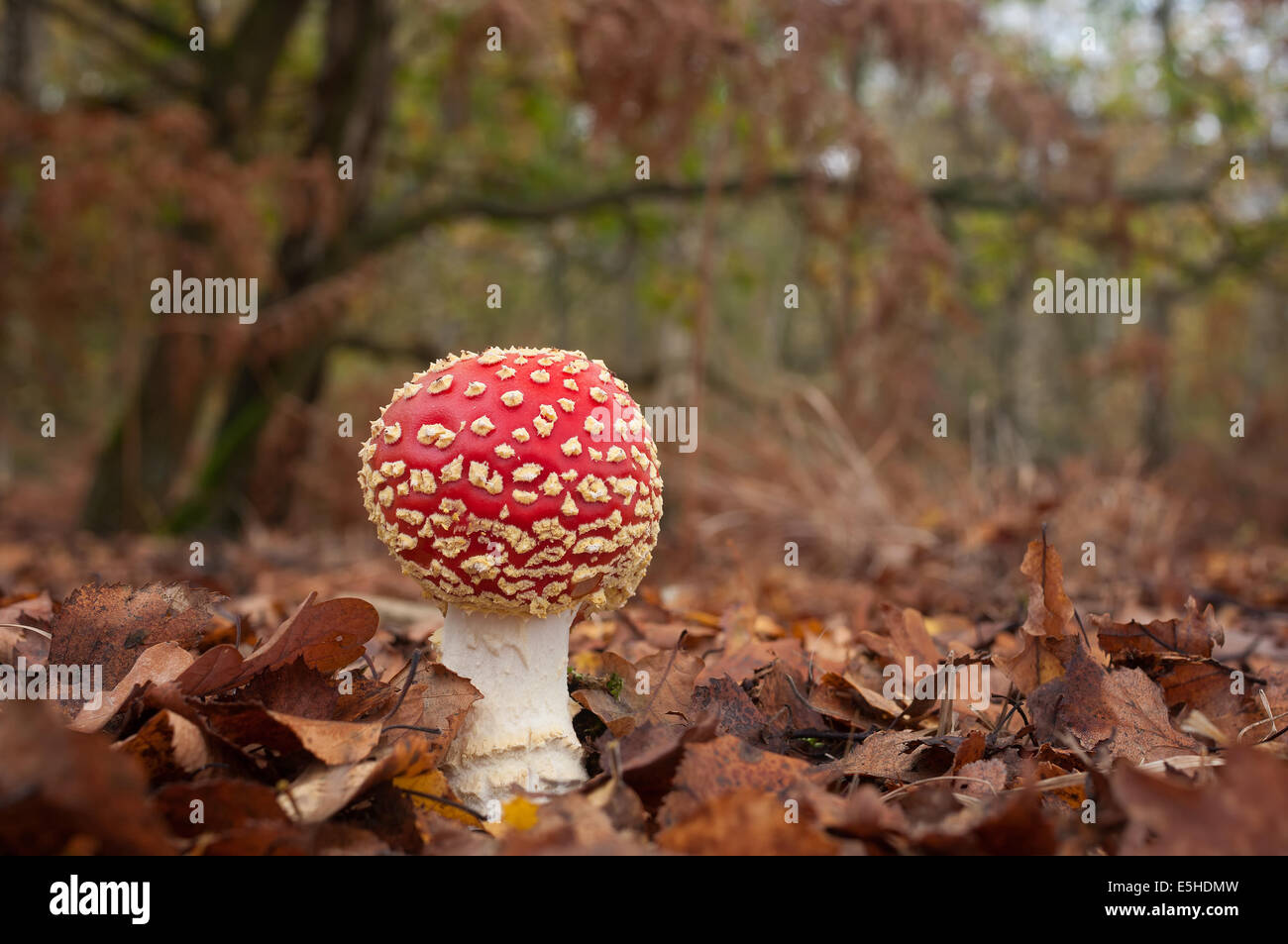 Fly Agaric (Amanita Muscaria) mushroom growing in Oak woodland. Stock Photo