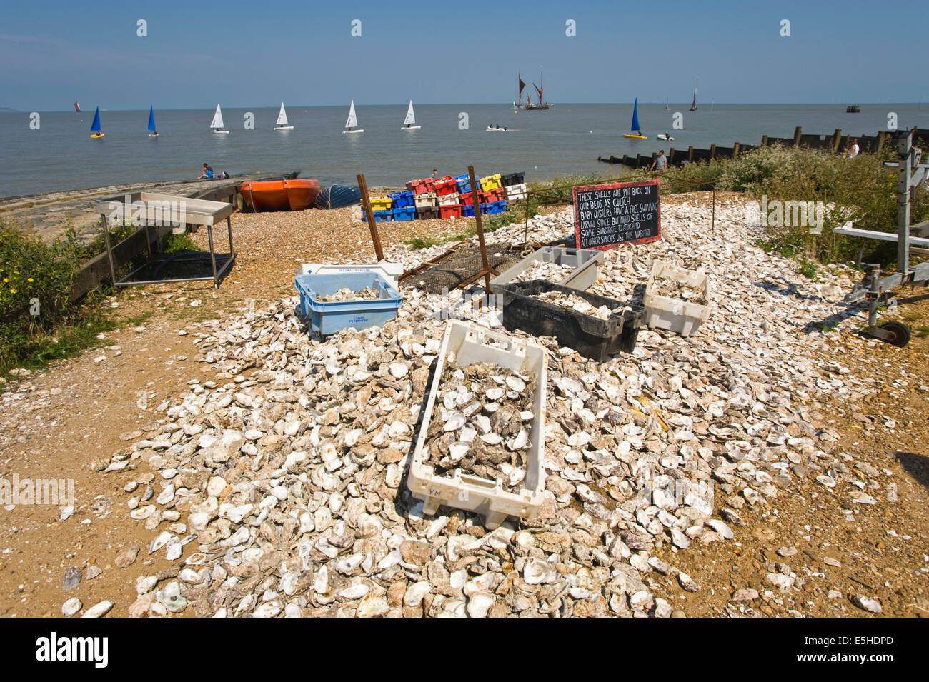 Pile of oyster shells on the beach are recycled to grown-on baby oysters Whitstable Kent England UK Stock Photo