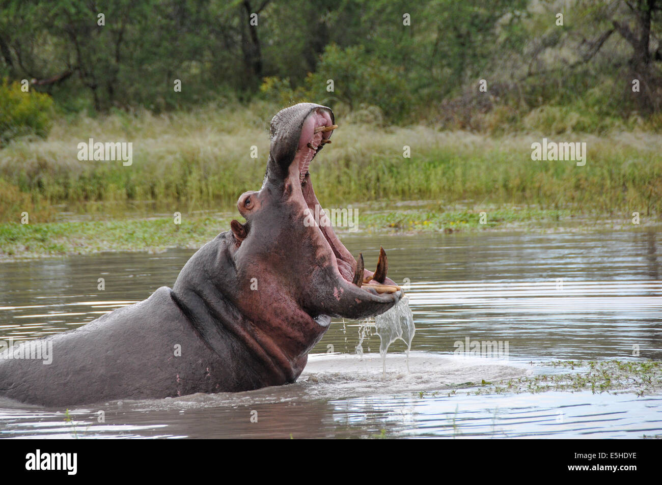 big mouth hippo shows his teeth Stock Photo - Alamy big mouth hippo shows his teeth Stock Photo - Alamy