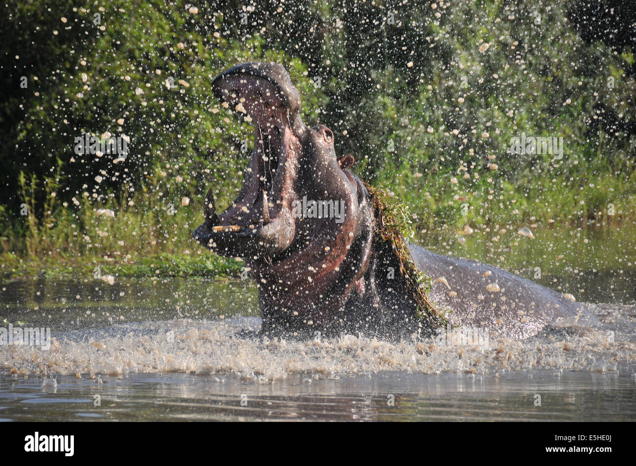 Hippo with a wide open mouth Stock Photo