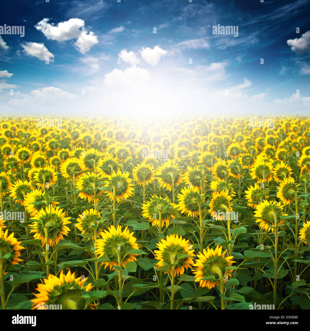 Blossoming Sunflowers in agricultural cultivated field facing the sun