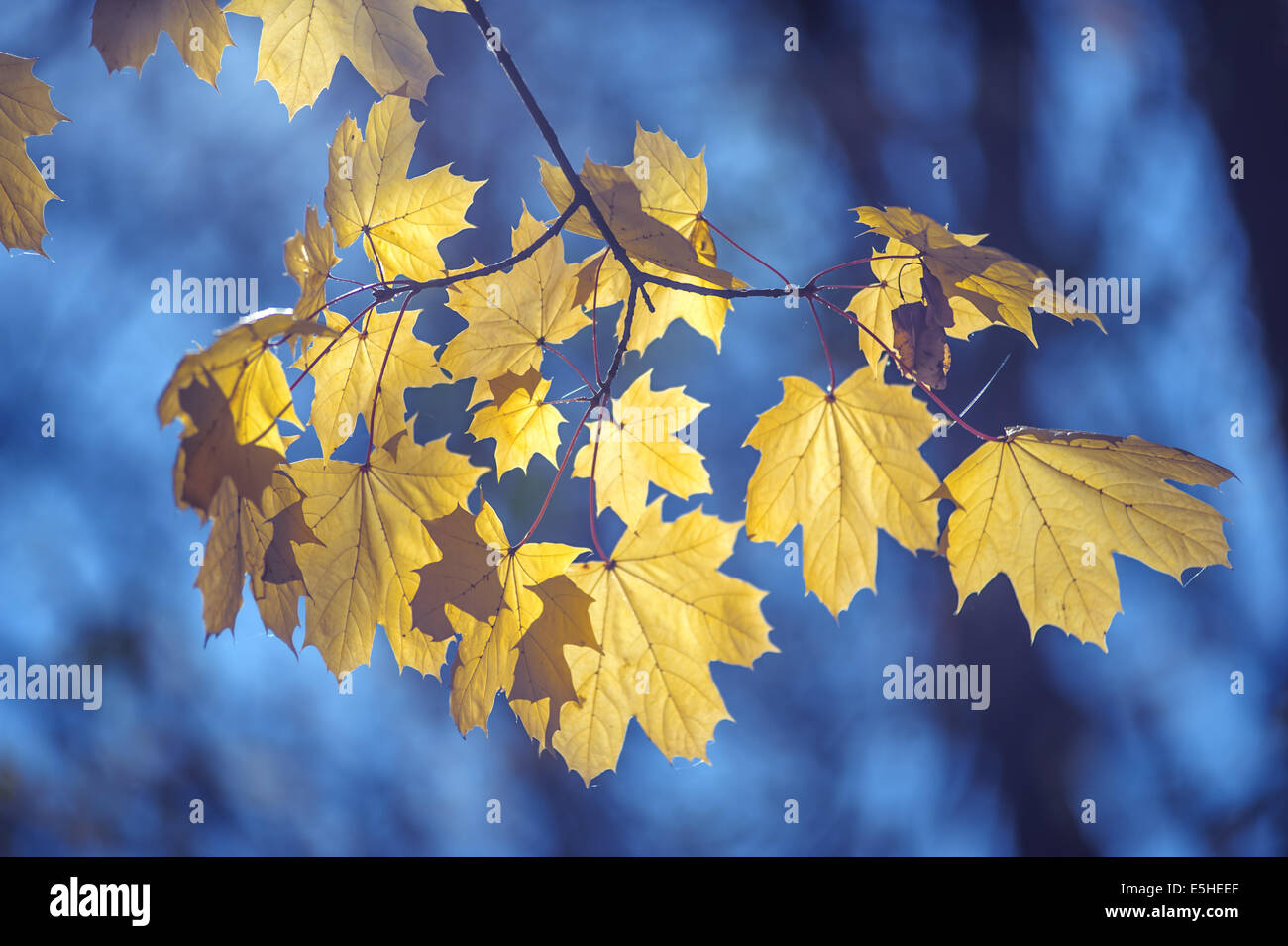 Leaves and their autumn beauty hi-res stock photography and images - Alamy