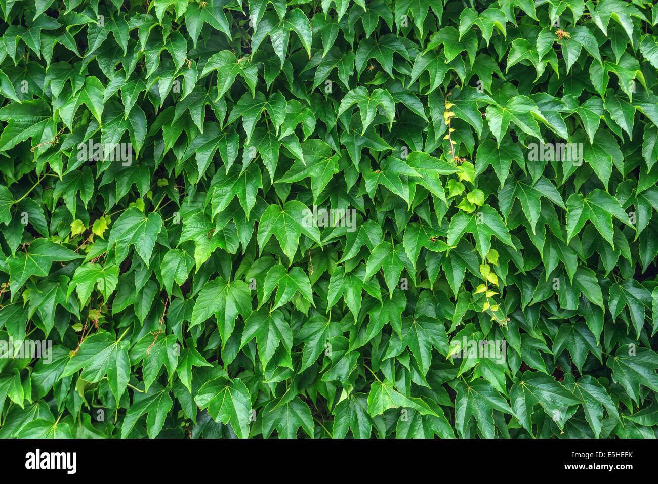 texture of ivy leaves closeup Stock Photo