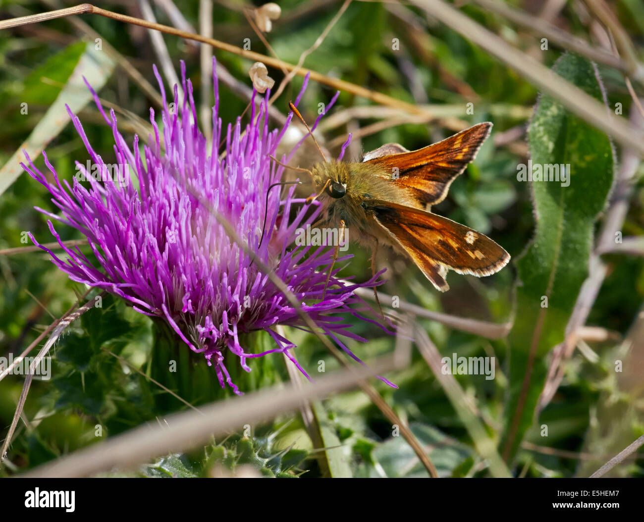Silver-spotted Skipper feeding on thistle flower. Denbies Hillside, Ranmore Common, Surrey, England. Stock Photo