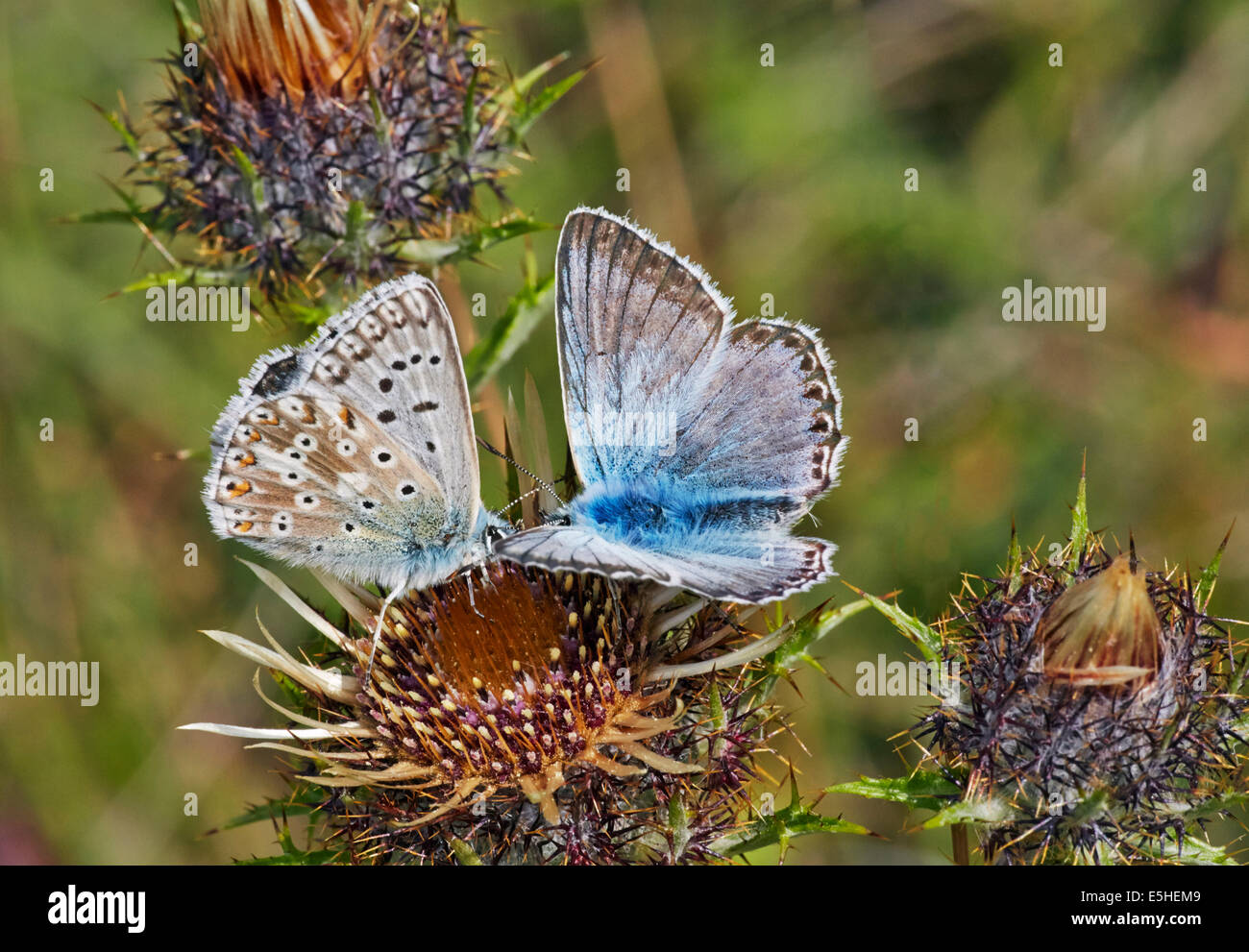 Female (left) and male Chalkhill Blue butterflies on thistle flowers. Denbies Hillside, Ranmore Common, Surrey, England. Stock Photo