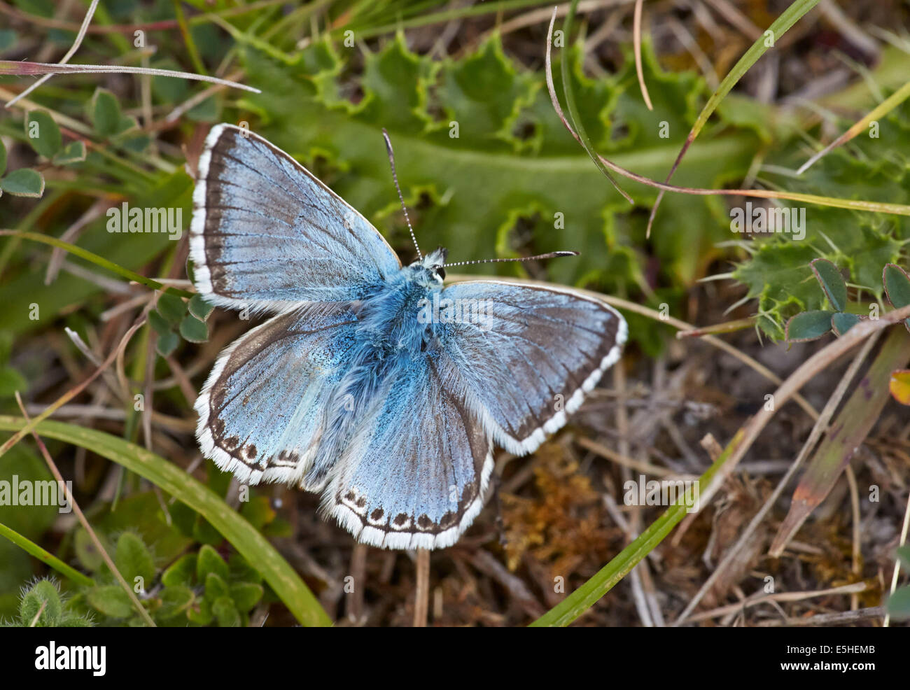 Chalkhill Blue butterfly. Denbies Hillside, Ranmore Common, Surrey, England. Stock Photo
