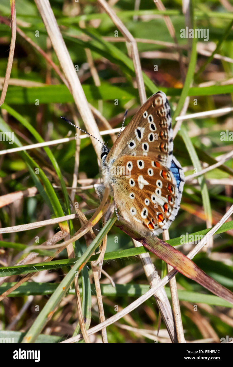 Adonis Blue butterfly. Denbies Hillside, Ranmore Common, Surrey, England. Stock Photo