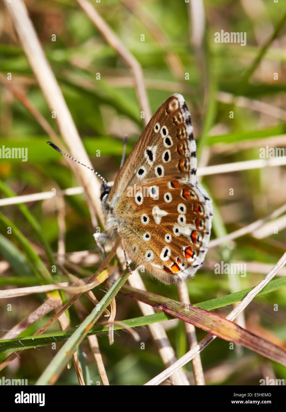 Adonis Blue butterfly. Denbies Hillside, Ranmore Common, Surrey, England. Stock Photo