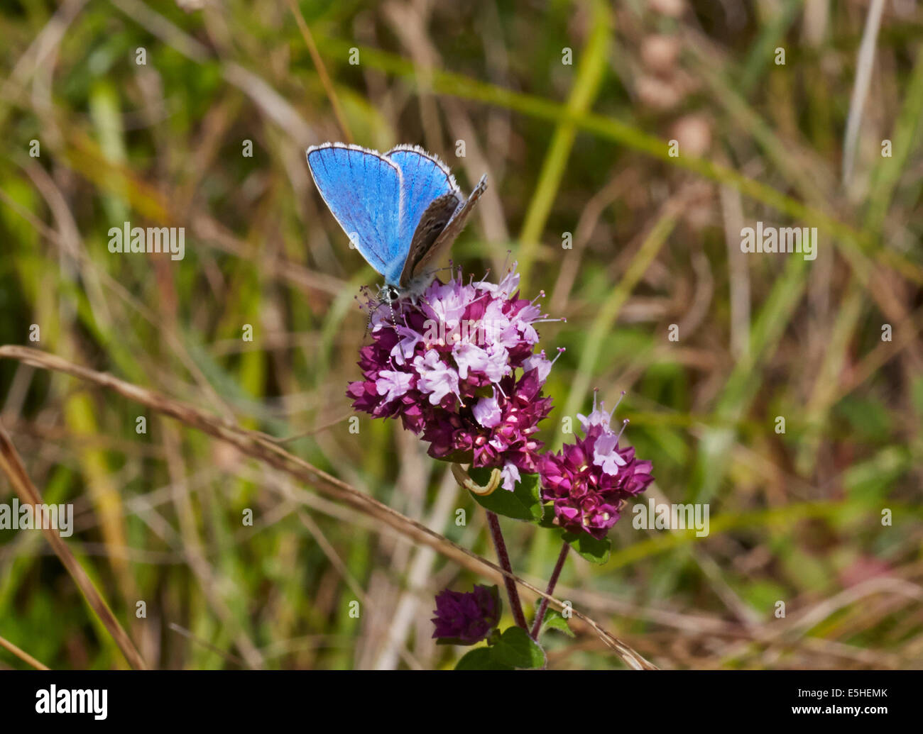 Adonis Blue butterfly feeding on Wild Marjoram. Denbies Hillside